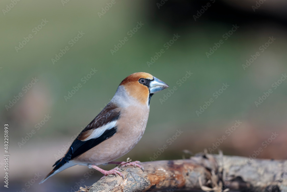 common European Hawfinch Coccothraustes coccothraustes in close view in woodland common European Hawfinch Coccothraustes coccothraustes in close view in woodland