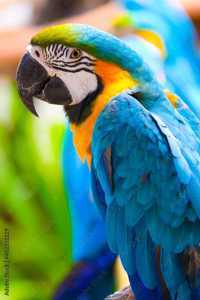 portrait of a parrot in Langkawi Malaysia 