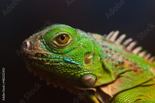 green lizard on a branch