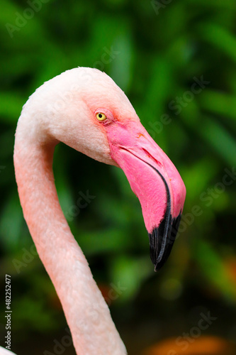 pink flamingo portrait