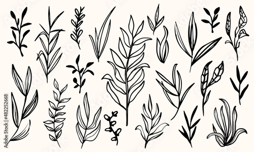 Botany vector collection. Hand drawn, vector herbs, grass, leaves and branches outline bundle.