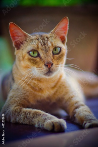 portrait of a cat © Marius