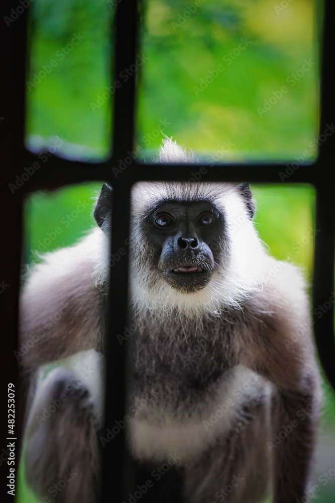 portrait of a monkey portrait of a monkey
