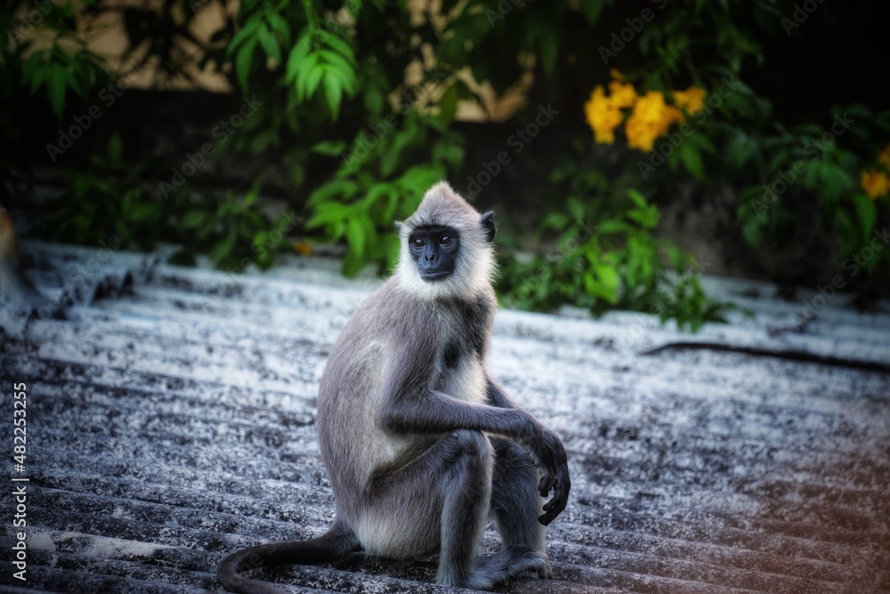 portrait of a monkey 