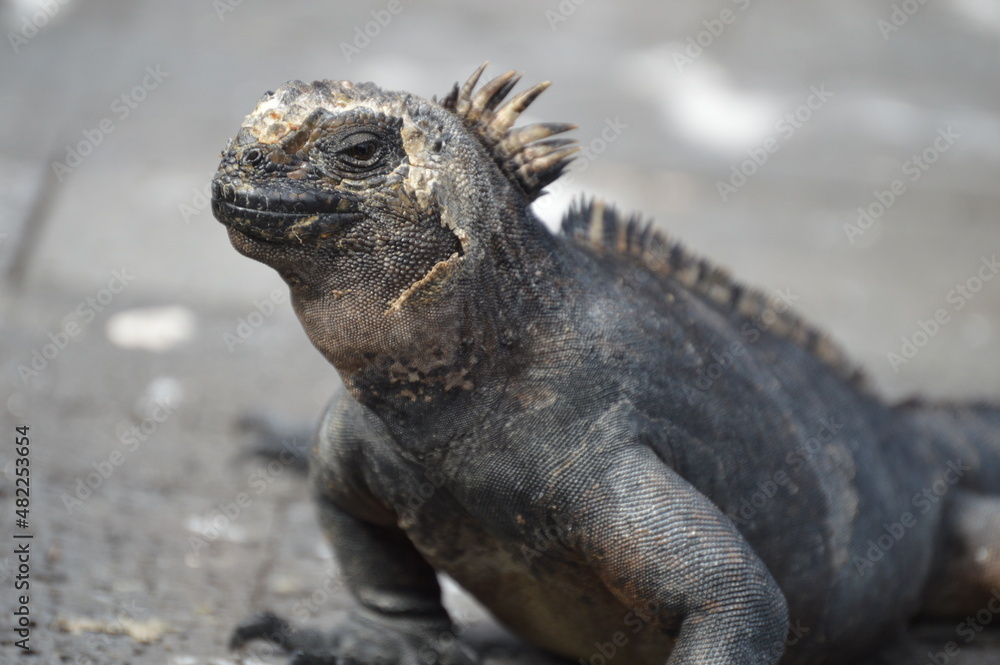 iguana de perfil, Islas galápagos Ecuador iguana de perfil, Islas galápagos Ecuador