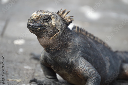 iguana de perfil, Islas galápagos Ecuador