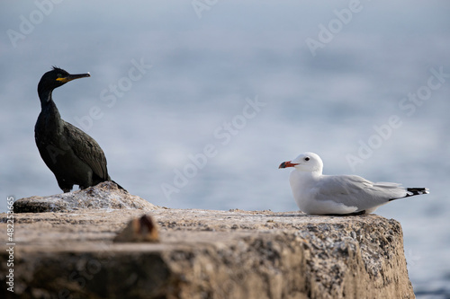 European shag(Phalacrocorax aristotelis) perched next to a Audouin's gull (Ichthyaetus audouinii) © Bouke