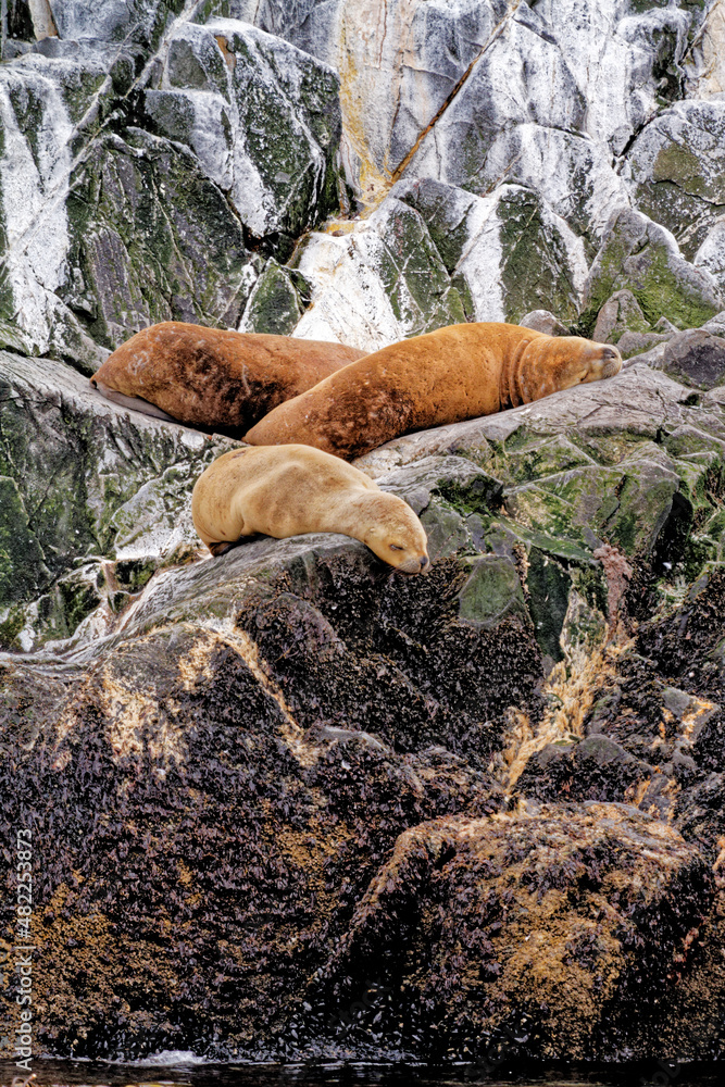 Seals and sea lions, Beagle Channel - Argentina Seals and sea lions, Beagle Channel - Argentina