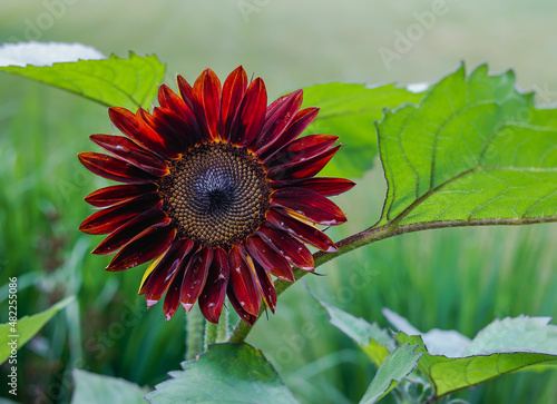 Deep red chianti sunflower. A dramatic Wine-red hybrid sunflower with velvet petals flecked with gold. Multiple branched and purple-stemmed. 