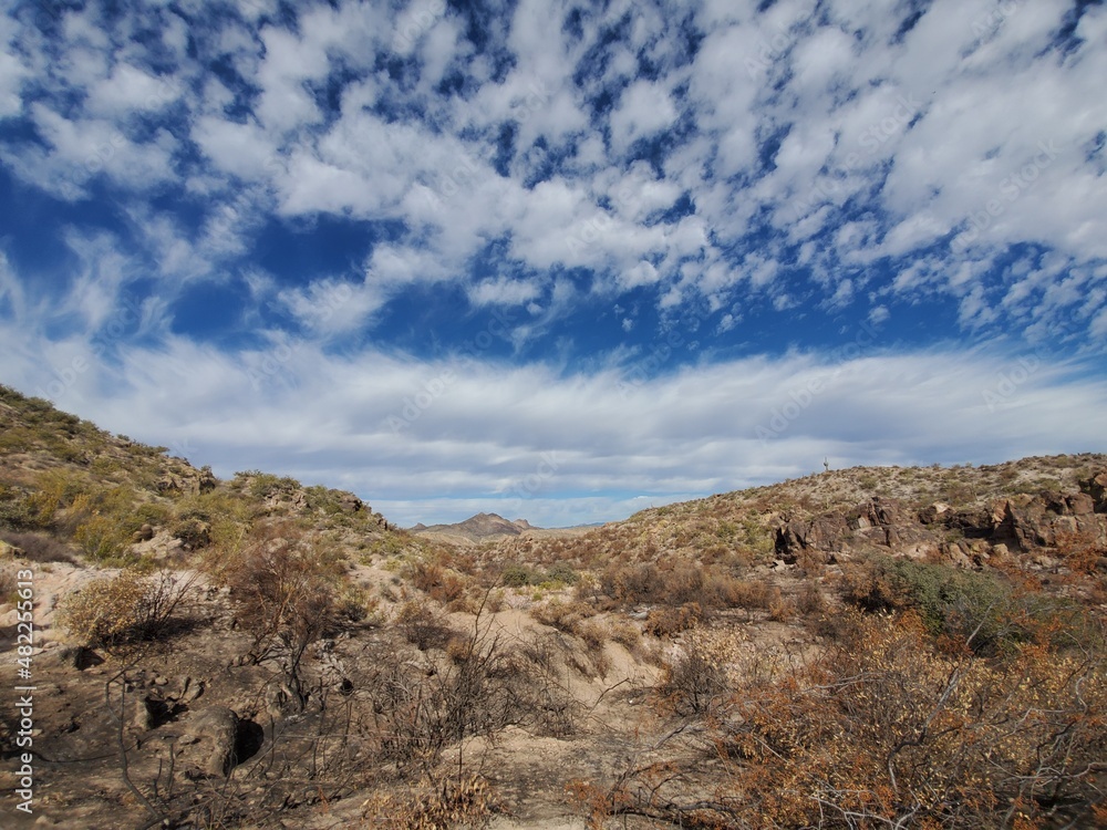 Arizona Desert
