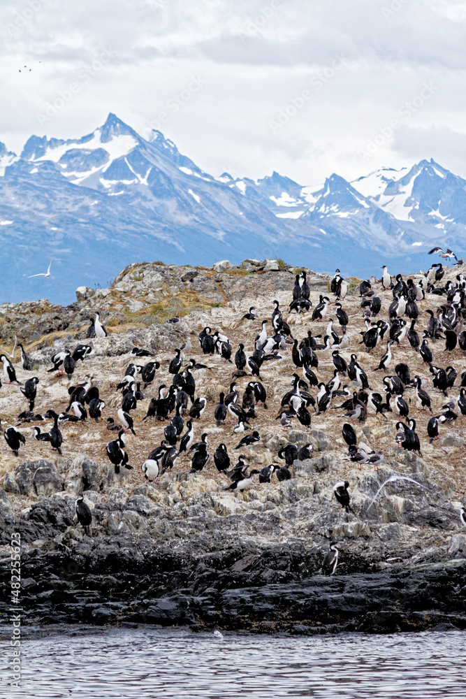Cormorants on an island in the Beagle Channel, Ushuaia, Tierra del Fuego, Argentina, South America