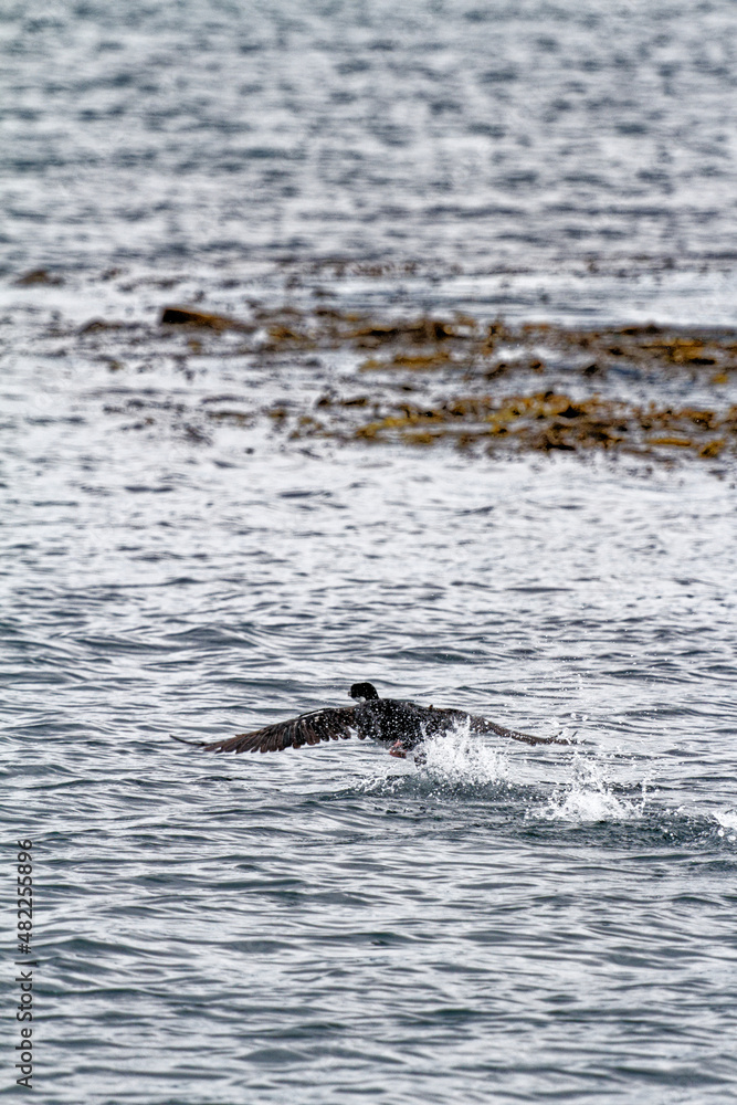 Fototapeta premium Cormorant flying in the Beagle Channel - Ushuaia