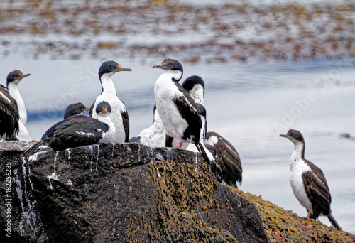 Cormorants on an island in the Beagle Channel, Ushuaia, Tierra del Fuego, Argentina, South America © adfoto