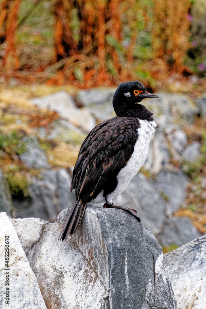 Obraz premium A King or blue-eyed cormorant in Beagle Channel