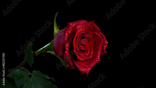 Fototapeta Naklejka Na Ścianę i Meble -  Rose rouge