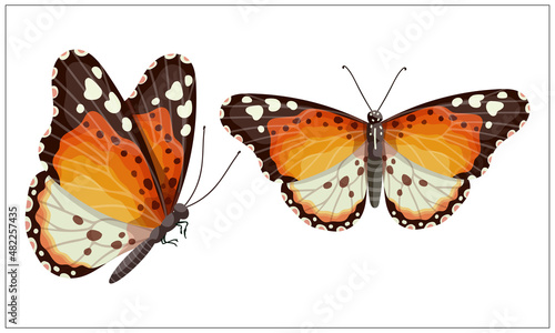 Colorful butterfly urticaria,admiral.Cartoon vector graphic.