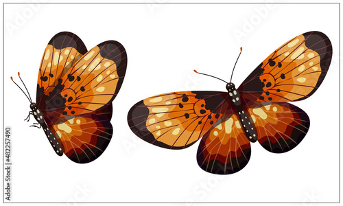 Colorful butterfly urticaria,admiral.Cartoon vector graphic.
