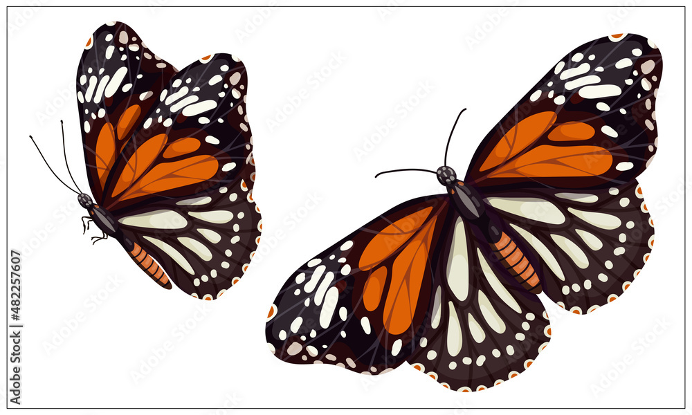 Fototapeta premium Colorful butterfly admiral.Cartoon vector graphic.