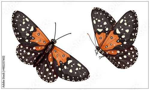 Colorful butterfly urticaria,admiral.Cartoon vector graphic.