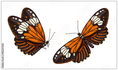 Colorful butterfly urticaria,admiral.Cartoon vector graphic.
