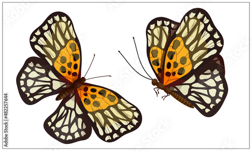 Colorful butterfly urticaria,admiral.Cartoon vector graphic. © Екатерина Якубович