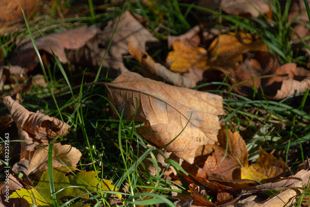 leaf, landscape, autumn, grass, autumn light leaf, landscape, autumn, grass, autumn light