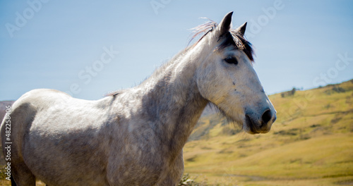 Hermoso caballo español en el campo en El Cocuy © VLADIMIR