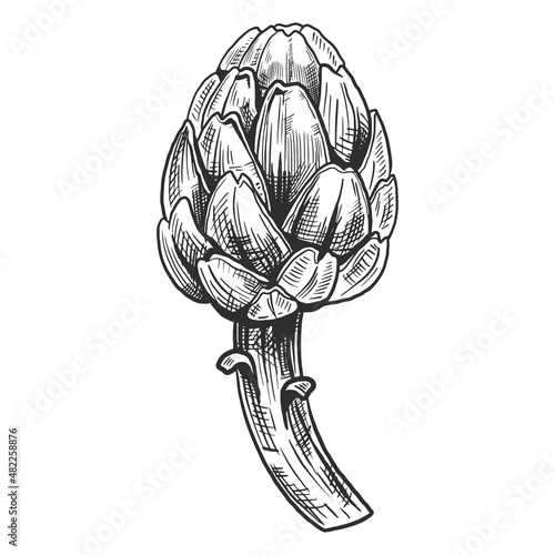 Vector sketch of the artichoke on a white background