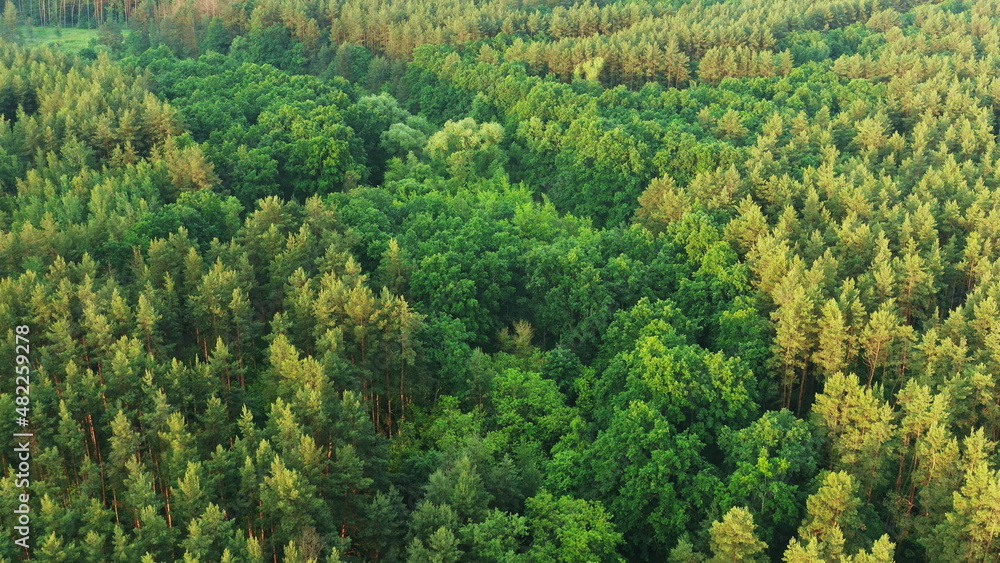4K Aerial View Of Green Forest Landscape. Top View From High Attitude In Summer Evening. Natural Backdrop Background Of Coniferous Woods. Drone Flight Bird's Eye View Elevated View Of Green Forest. 4K Aerial View Of Green Forest Landscape. Top View From High Attitude In Summer Evening. Natural Backdrop Background Of Coniferous Woods. Drone Flight Bird's Eye View Elevated View Of Green Forest.