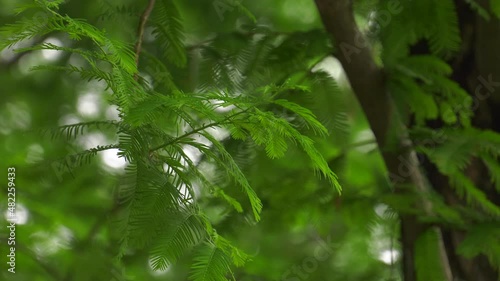 나무 잎  식물 자연 풍경 