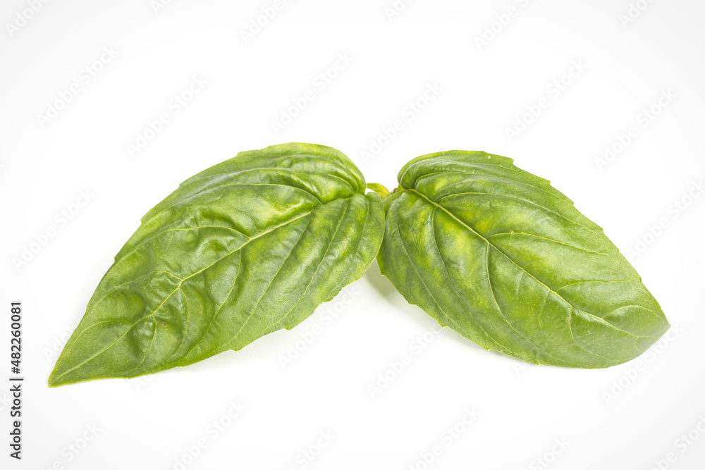 Large basil leaves on white. Large basil leaves on white.
