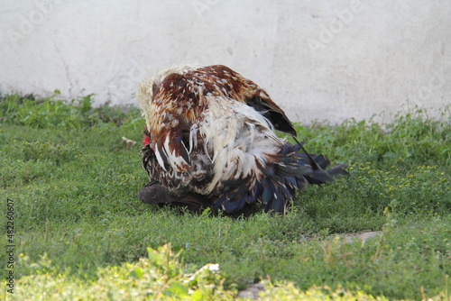 A rustic light brown cock climbed on a black hen and ruffled her