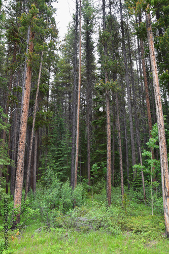 Fototapeta Naklejka Na Ścianę i Meble -  Lodgepole Pine Forest