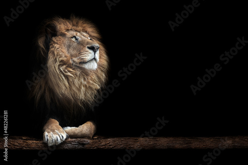 Portrait of a beautiful lion and copy space. Lion in dark 