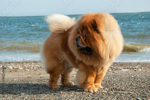 Vászonkép Chow chow purebred dog brown color male standing on thew sand near the sea