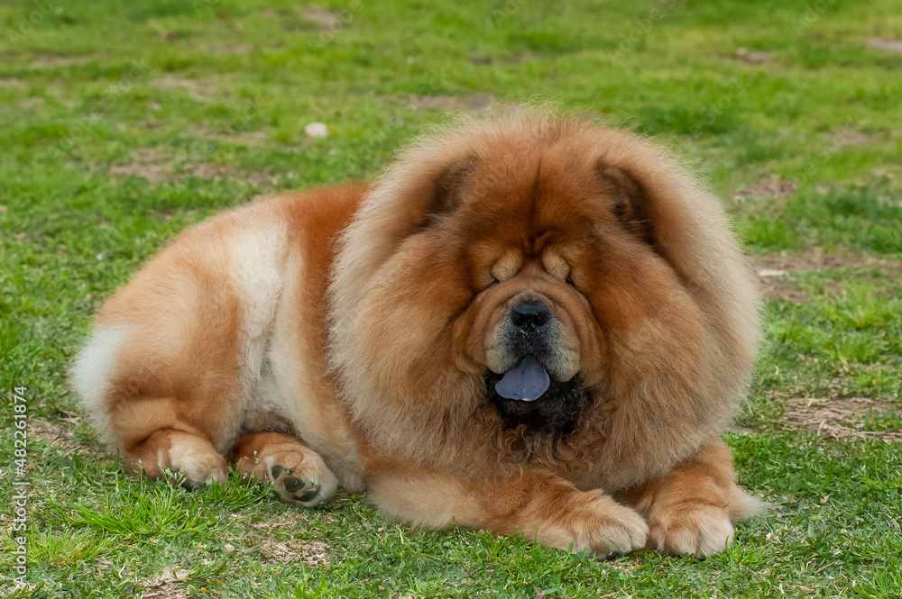 Chow chow purebred dog brown color lying on the grass Chow chow purebred dog brown color lying on the grass