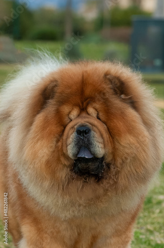 Chow chow purebred dog brown color male head portrait on the grass © marcelinopozo