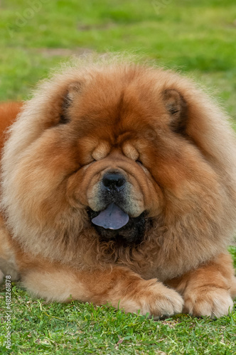 Chow chow purebred dog brown color lying on the grass © marcelinopozo