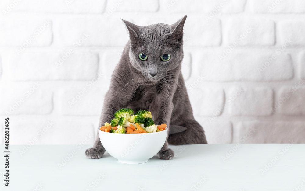 Russian blue online cat diet