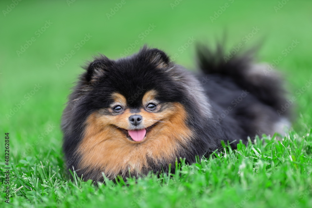 Obraz premium Happy pomeranian spitz dog of black sable color is lying down on green grass at nature and smiling.