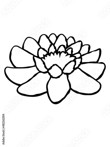 Design Schöne Seerose 