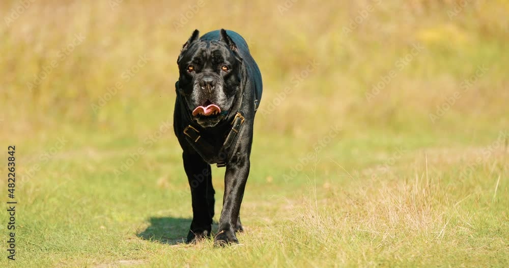 Black Cane Corso Dog Wears In Special Clothes Go Towards Camera Outdoor In Park. Big Dog Breeds. Black Cane Corso Dog Wears In Special Clothes Go Towards Camera Outdoor In Park. Big Dog Breeds.
