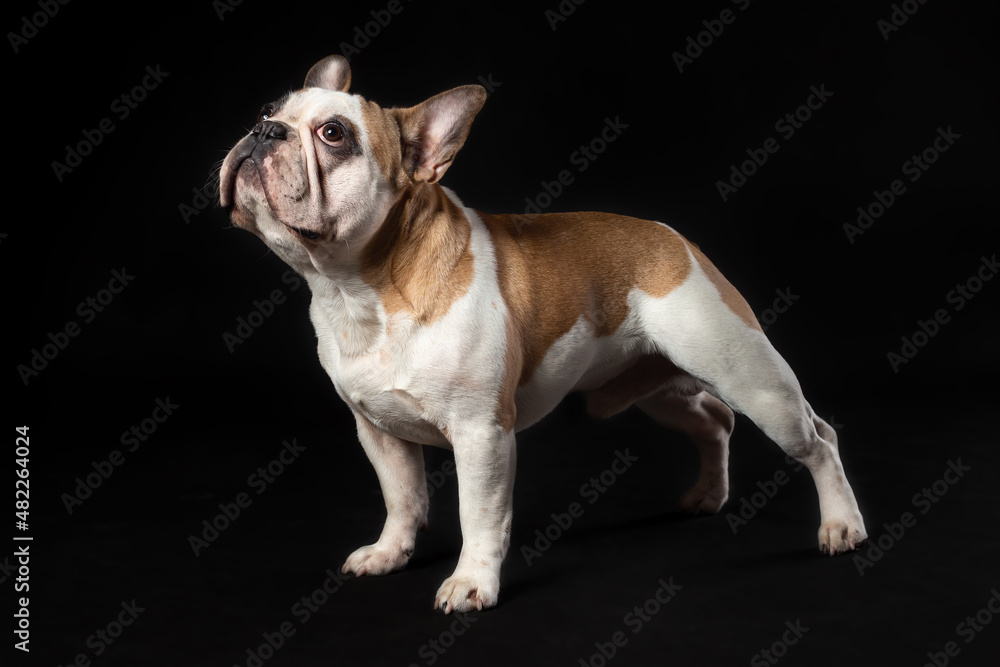 Young french bulldog dog standing isolated on black background