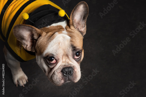 Portrait of cute puppy of french bulldog dog wearing bee costume on black background
