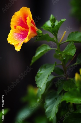 portrait of a red and yellow rose