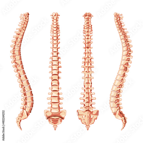 Human vertebral column in front, back, side. Vector flat realistic vertebrae groups cervical, thoracic, lumbar, sacrum and coccyx concept illustration in natural colors, spine isolated on white