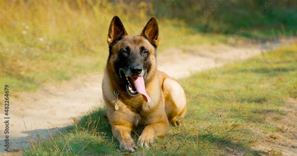 Hand-held Shooting, Hand-held Shot. Malinois Dog Lying Outdoor On Countryside Road. Belgian Sheepdog Are Active, Intelligent, Friendly, Protective, Alert And Hard-working. Belgium, Chien De Berger Hand-held Shooting, Hand-held Shot. Malinois Dog Lying Outdoor On Countryside Road. Belgian Sheepdog Are Active, Intelligent, Friendly, Protective, Alert And Hard-working. Belgium, Chien De Berger