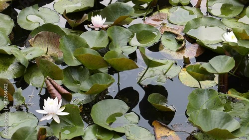 꽃 식물 자연 풍경 연꽃 연못