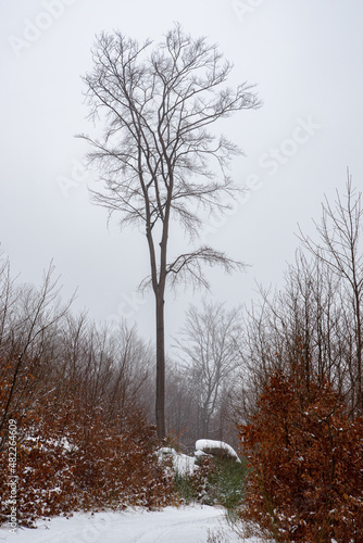 Droga na górę Grzybowiec w Jagniątkowie w zimowy mglisty dzień.  photo