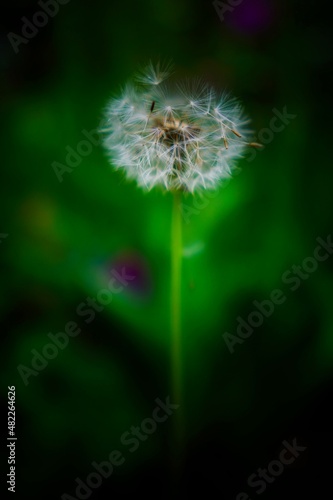 portrait of a dandelion seed head